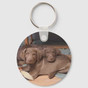 Chesapeake Bay Retrievers Key Ring