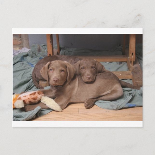 Chesapeake Bay Retrievers Postcard (Front)