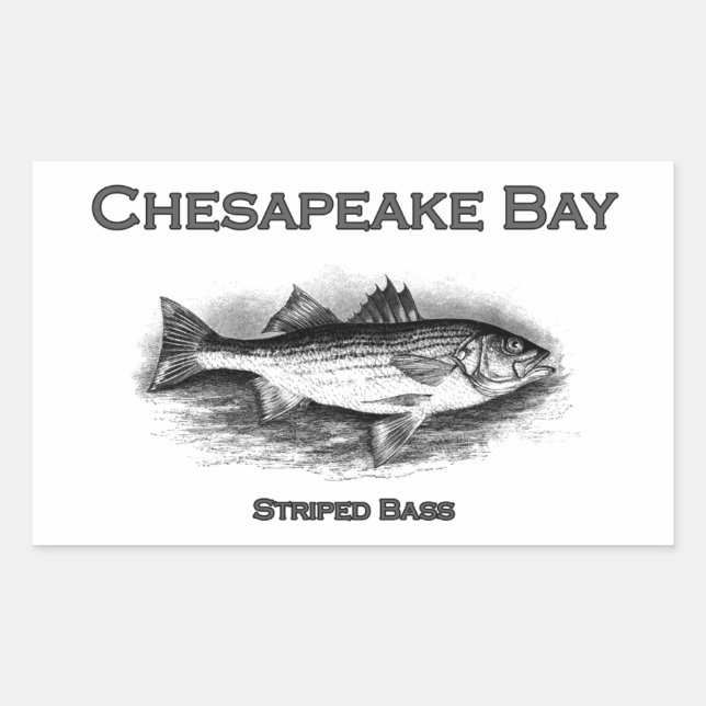 Chesapeake Bay Striped Bass Rectangular Sticker (Front)
