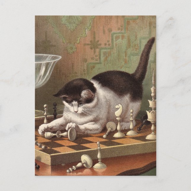 Chess Cat postcard (Front)