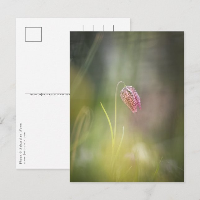 Chess Flower Nature Photo Postcard (Front/Back)