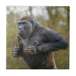 Chest Beating Gorilla Ceramic Tile