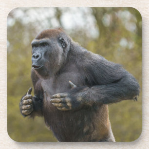 Chest Beating Gorilla Coaster