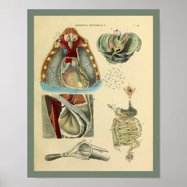 Chest Heart Lungs Anatomy Medical Art Print (Front)