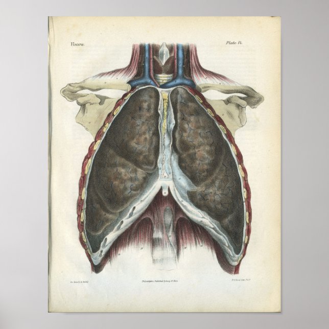 Chest Lung Vintage Anatomy Print (Front)