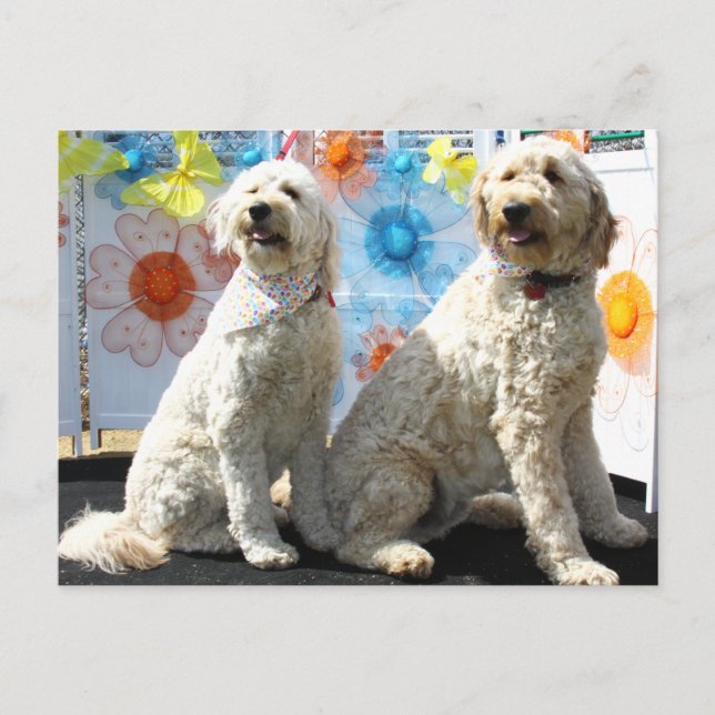 Chester and Lilly - GoldenDoodle -7 Postcard (Front)