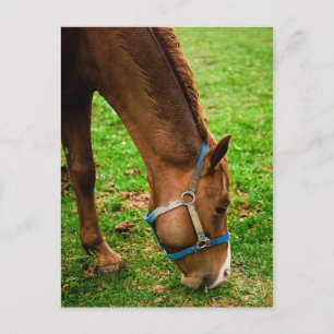 Chestnut After Bath Postcard