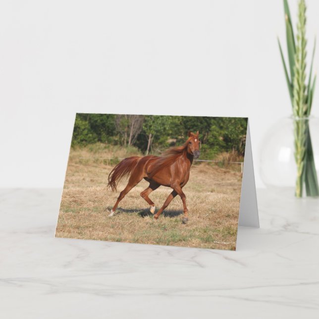 Chestnut Arab Running Mane and Tail Flowing Card (Front)