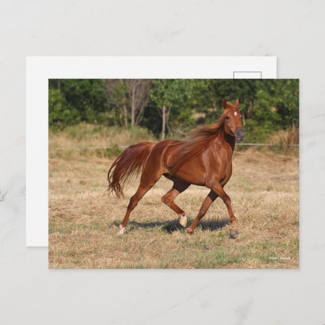 Chestnut Arab Running Mane and Tail Flowing Postcard (Front/Back)