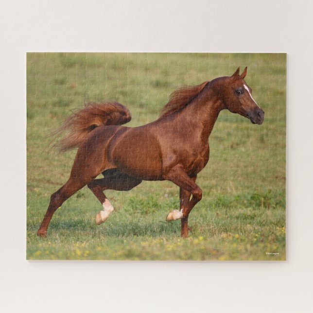 Chestnut Arab Stallion Mane and Tail Flowing Jigsaw Puzzle (Horizontal)