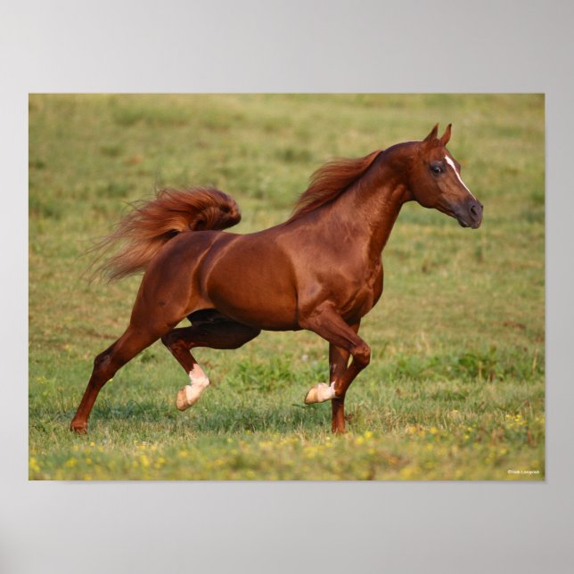 Chestnut Arab Stallion Mane and Tail Flowing Poster (Front)