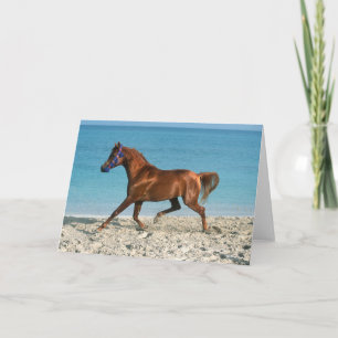 Chestnut Arab Stallion Running on Beach Card