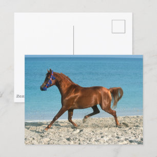 Chestnut Arab Stallion Running on Beach Postcard