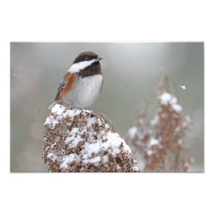 Chestnut Backed Chickadee in the Snow Photo Print
