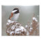 Chestnut Backed Chickadee in the Snow