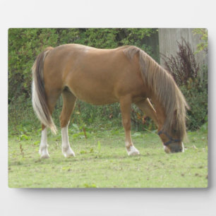 Chestnut Brown Horse Grazing Plaque
