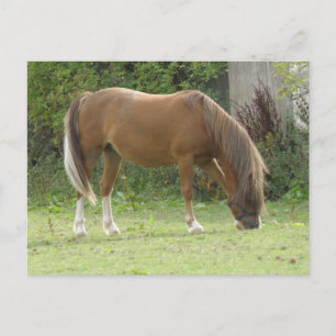Chestnut Brown Horse Grazing Postcard