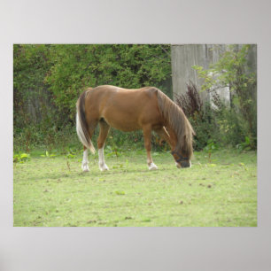 Chestnut Brown Horse Grazing Poster