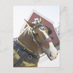 Chestnut Carriage Horse Postcard