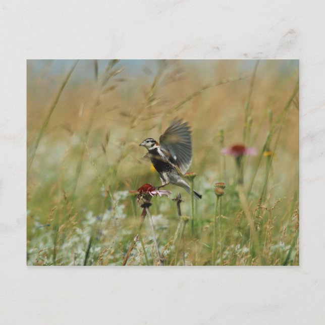 Chestnut-Collared Longspur Postcard (Front)