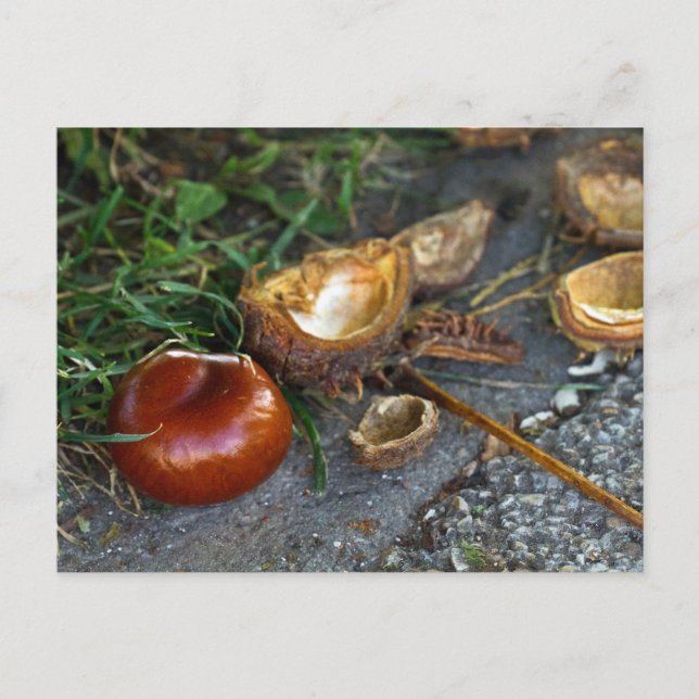 Chestnut (Conker): Fall is here Postcard (Front)