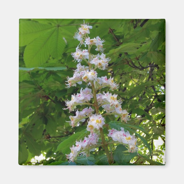 chestnut flower magnet (Front)