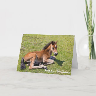 Chestnut foal baby horse - Birthday Card