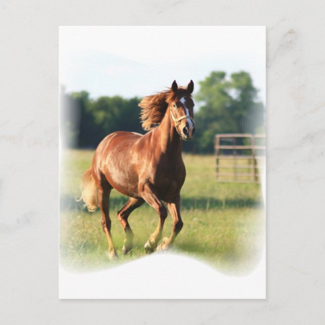 Chestnut Galloping Horse Postcard (Front)