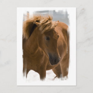 Chestnut Horse Design Postcard