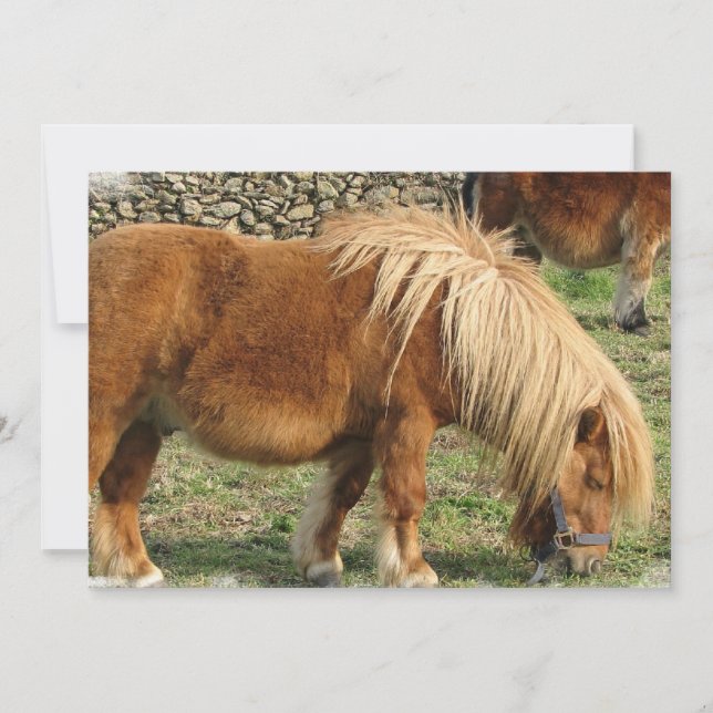 Chestnut Horse Invitation (Front)