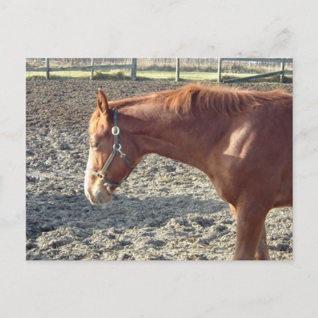 Chestnut Horse Love Postcard (Front)
