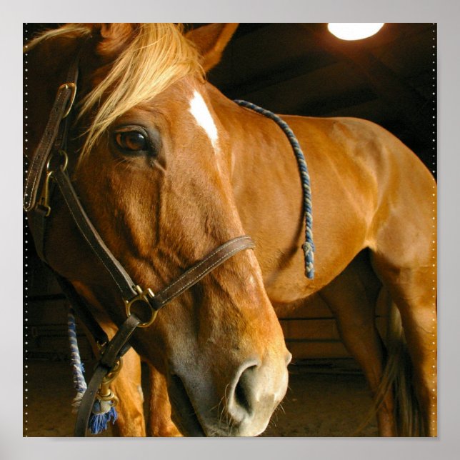 Chestnut Horse Photo Print (Front)