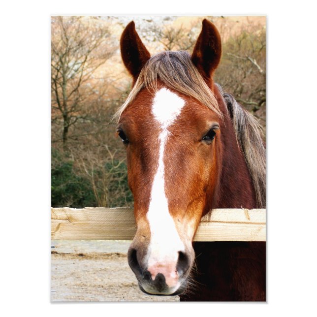 CHESTNUT HORSE PHOTO PRINT (Front)