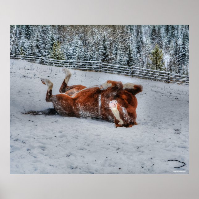 Chestnut Horse Rolling in Winter Snow Photo Poster (Front)