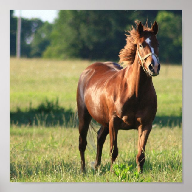 Chestnut Horse Standing Canvas Print (Front)