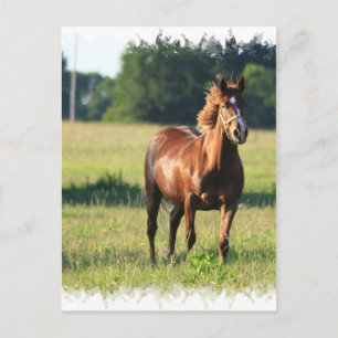 Chestnut Horse Standing Postcard