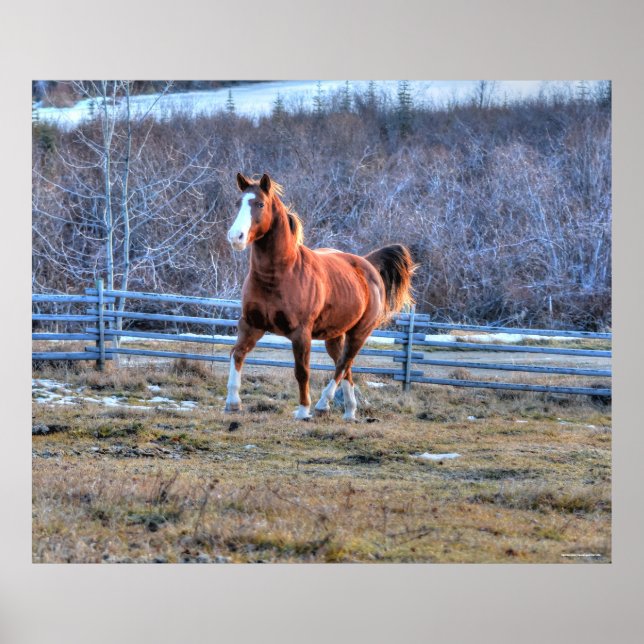 Chestnut Horse Trotting up a Hill Photo Poster (Front)