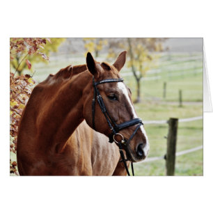 Chestnut Horse with Blaze, Bridle, in Pasture