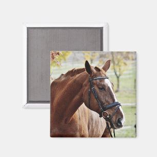 Chestnut Horse with Blaze, Bridle, in Pasture Magnet