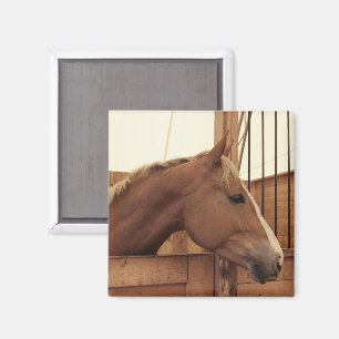 Chestnut Horse with Blaze in Stall Magnet