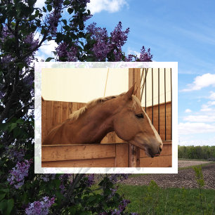 Chestnut Horse with Blaze in Stall Postcard