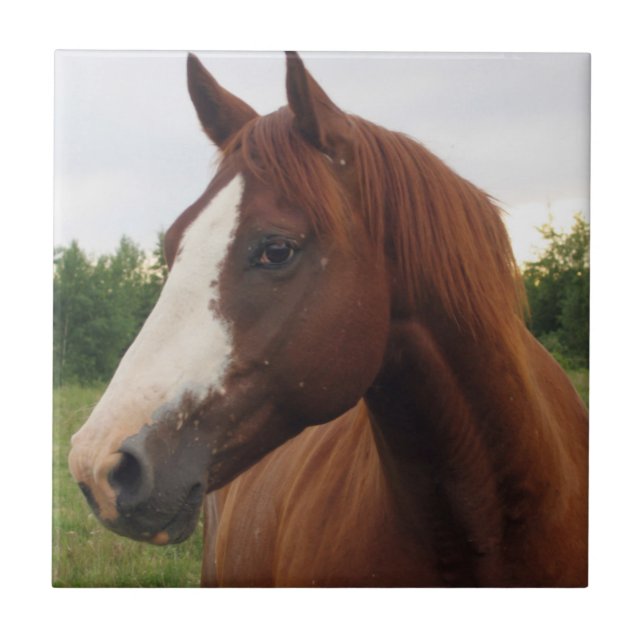 Chestnut Horse with Blaze Tile (Front)