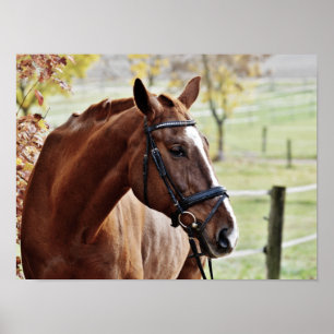 Chestnut Horse, with Bridle in Fenced Pasture Poster