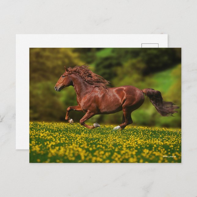 Chestnut Lusitano Running In Buttercups Postcard (Front/Back)