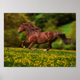 Chestnut Lusitano Running In Buttercups Poster