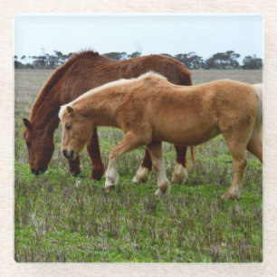 Chestnut Mare And Palomino Foal, Glass Coaster