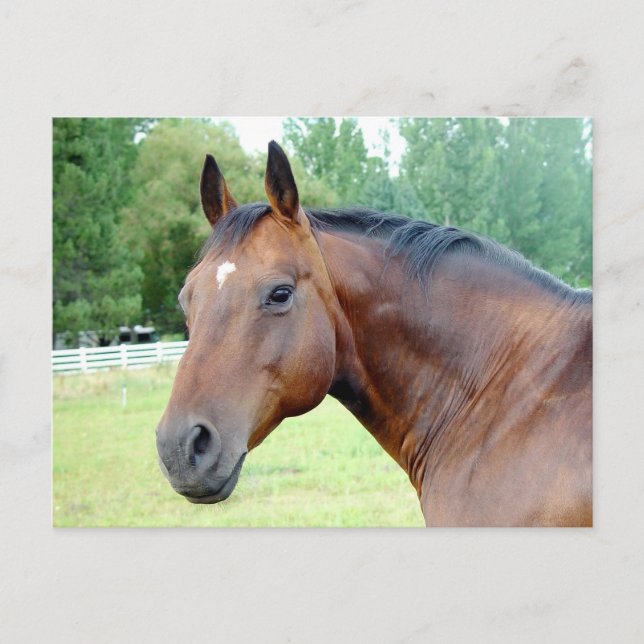Chestnut Mare Postcard (Front)