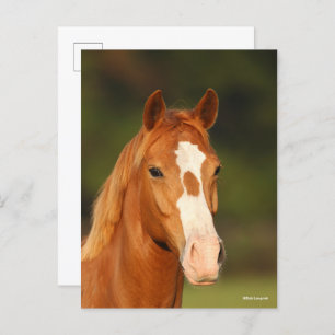 Chestnut Oldenburg Cross Welsh Headshot Postcard