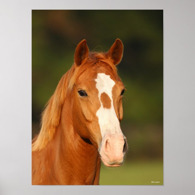 Chestnut Oldenburg Cross Welsh Headshot Poster (Front)