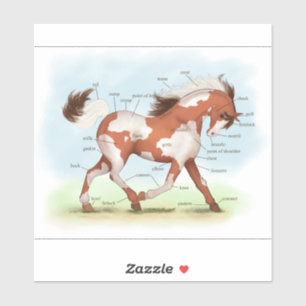 Chestnut Overo Skewbald Horse Anatomy Chart